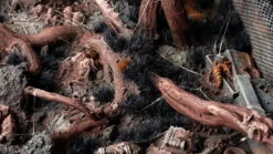 Warsenal -Warsenal alien void diorama 1600x900 7b189bd5 b8cc 4090 a49a 6bfdfc9c6e94