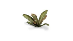 Warsenal -Warsenal banana tree 2 detail 1600x900 42e072ee 836e 4c09 85e0 d2f429bd6fe4