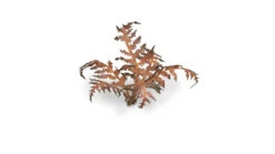 Warsenal -Warsenal dry bracken 1 detail 1600x900 1594810f 7cf1 4040 a60d f72ec62d3d32
