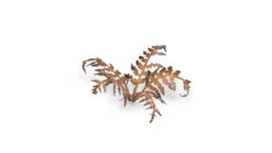 Laser Plants - Dry Bracken -Warsenal dry bracken 2 detail 1600x900 9e75a165 8da3 43b4 8425 b16b5b4aaac6