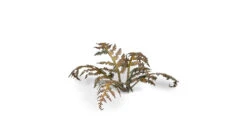 Laser Plants - Dry Bracken -Warsenal dry bracken 3 detail 1600x900 b9caf5f0 d2cc 4f95 8ac3 fc941fa39463