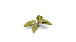 Laser Plants - Elephant Ear -Warsenal elephant ear 2 detail 1600x900 cf1f9660 7a93 4fd7 9a60 c8f51adedd62