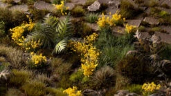Yellow Flowers - Wild -Warsenal yellow flowers 1600x900 bfb510bc b6ea 45ea 80a1 c492ba17890d